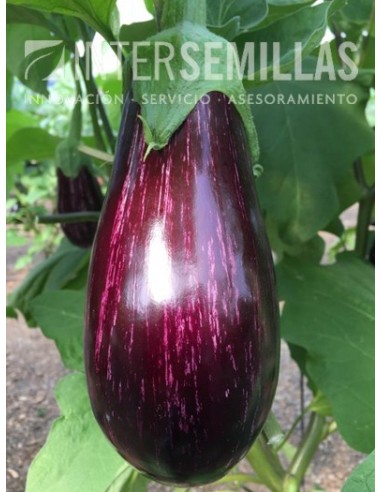 Graine d'aubergine Belona F1 (hybride) (mi-long)  (1.000 Graine)