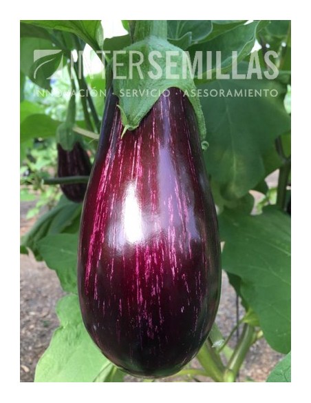 Graine d'aubergine Belona F1 (hybride) (mi-long)  (1.000 Graine)
