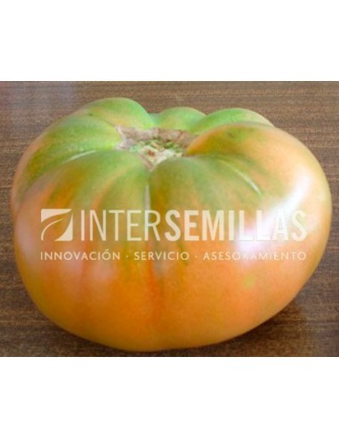 Semilla tomate Tralla F1 (híbrida) (grueso cuello verde) (1.000 semillas)