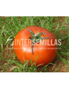 Semilla tomate Vilma F1 (híbrida) (grueso cuello verde) (1.000 semillas)