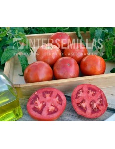 Semilla tomate Yechar F1 (híbrida) (Beef gruesso) (1.000 semillas)