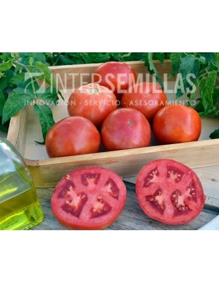 Semilla tomate Yechar F1 (híbrida) (Beef gruesso) (1.000 semillas)