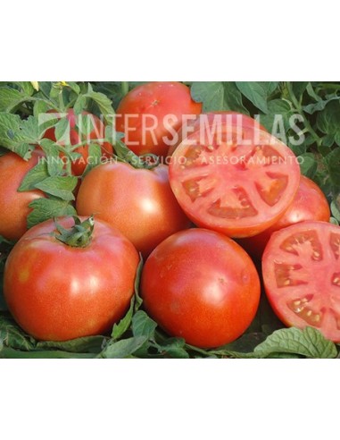 Semilla tomate Zoco F1 (híbrida) (grueso cuello verde) (1.000 semillas)