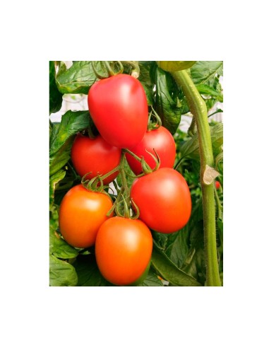 Semilla tomate Alcaraz F1 (híbrida) (pera) (1.000 semillas)