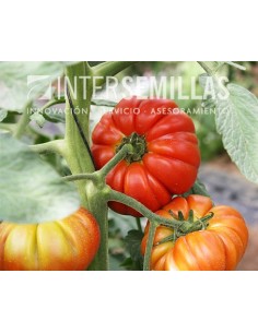 Semilla tomate Allurea F1 (híbrida) (raff) (1.000 semillas)
