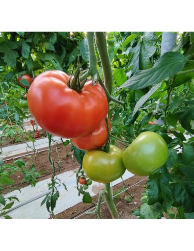 Semente de tomate Almara F1 (híbrida) (beef) (1.000 semillas)
