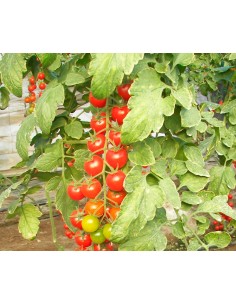 Semilla tomate Bingo F1 (híbrida) (cherry) (1.000 semillas)