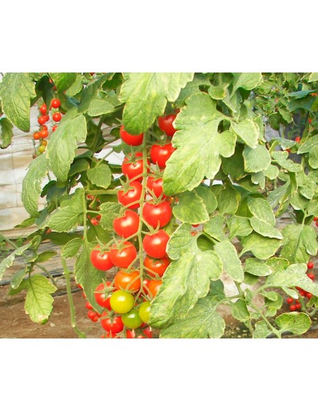 Semilla tomate Bingo F1 (híbrida) (cherry) (1.000 semillas)