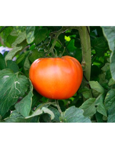 Semilla tomate Carla F1 (híbrida) (beef) (1.000 semillas)