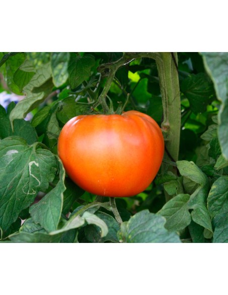 Semilla tomate Carla F1 (híbrida) (beef) (1.000 semillas)