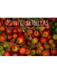 Semilla tomate Cerise F1 (híbrida) (cherry) (1.000 semillas)