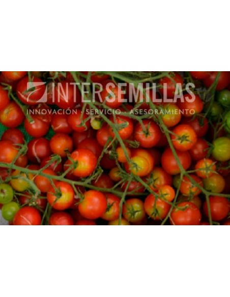 Semilla tomate Cerise F1 (híbrida) (cherry) (1.000 semillas)