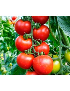 Semilla tomate Doña Jimena F1 (híbrida) (rama) (1.000 semillas)