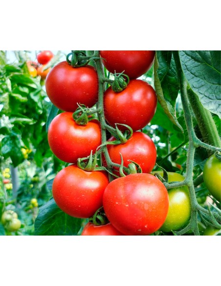 Semilla tomate Doña Jimena F1 (híbrida) (rama) (1.000 semillas)