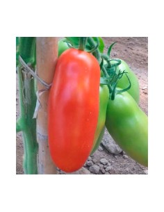 Semilla tomate Eduardo F1 (híbrida) (pera) (1.000 semillas)