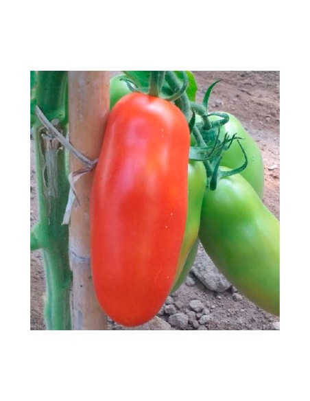 Semilla tomate Eduardo F1 (híbrida) (pera) (1.000 semillas)
