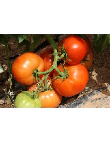Semilla tomate El Cid F1 (híbrida) (grueso cuello verde) (1.000 semillas)