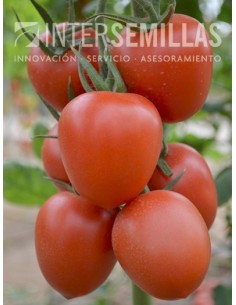 Semente de tomate Federer F1 (híbrida) (pera) (1.000 semillas)