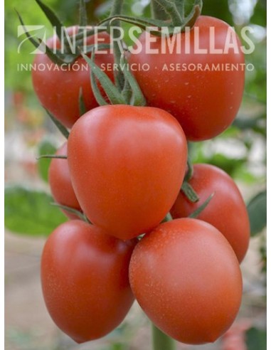 Semilla tomate Federer F1 (híbrida) (pera) (1.000 semillas)