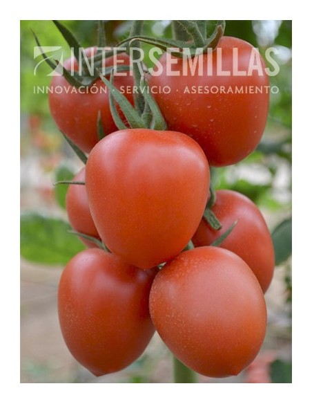 Semente de tomate Federer F1 (híbrida) (pera) (1.000 semillas)