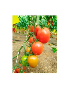 Semilla tomate Ferrero F1 (híbrida) (pera) (1.000 semillas)