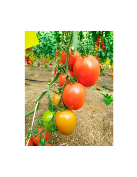 Semente de tomate Ferrero F1 (híbrida) (pera) (1.000 semillas)