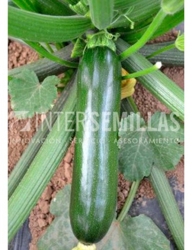 Semilla calabacín Esencia F1 (híbrida) (verde oscuro) (1.000 semillas)