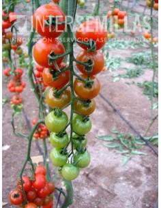 Semilla tomate Granillon F1 (híbrida) (cherry) (1.000 semillas) 2