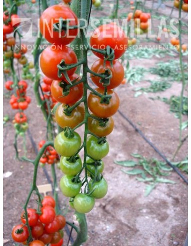 Semilla tomate Granillon F1 (híbrida) (cherry) (1.000 semillas)