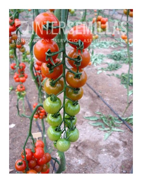 Semilla tomate Granillon F1 (híbrida) (cherry) (1.000 semillas)