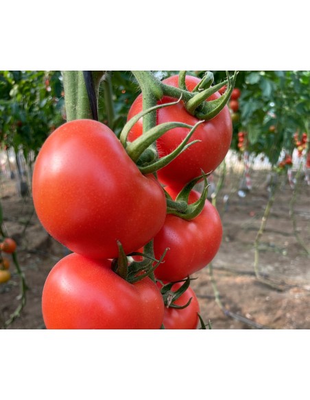 Semilla tomate Mesnada F1 (híbrida) (rama) (1.000 semillas)