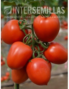Semilla tomate Meyity F1 (híbrida) (pera) (1.000 semillas)