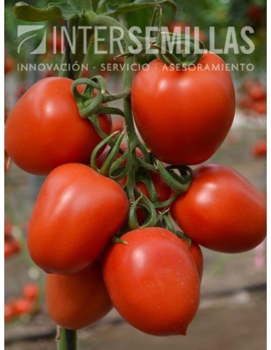 Semilla tomate Meyity F1 (híbrida) (pera) (1.000 semillas)