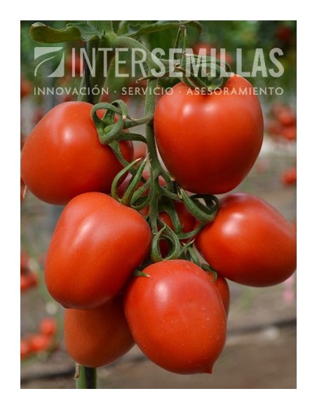 Semilla tomate Meyity F1 (híbrida) (pera) (1.000 semillas)