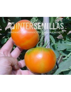 Semilla tomate Patrol F1 (híbrida) (grueso cuello verde) (1.000 semillas)