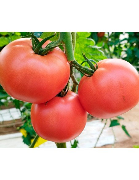 Semilla tomate Peñarroya F1 (híbrida) (rosa) (1.000 semillas)