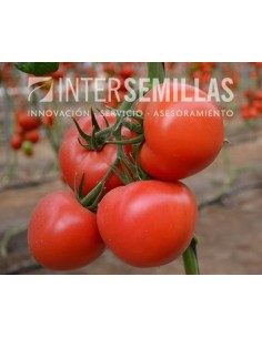 Semilla tomate Rosende F1 (híbrida) (rosa) (1.000 semillas)