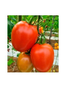 Semente de tomate Samarcanda F1 (híbrida) (pera) (1.000 semillas)