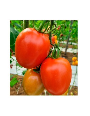 Semilla tomate Samarcanda F1 (híbrida) (pera) (1.000 semillas)