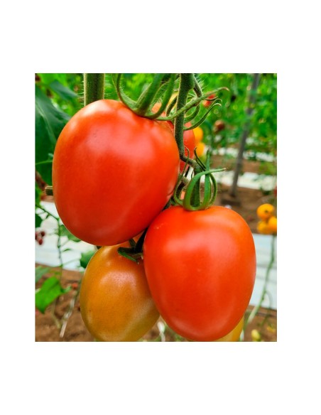 Semente de tomate Samarcanda F1 (híbrida) (pera) (1.000 semillas)