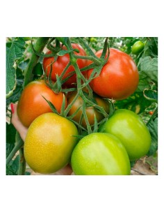 Semilla tomate Sampras F1 (híbrida) (pera grueso) (1.000 semillas)