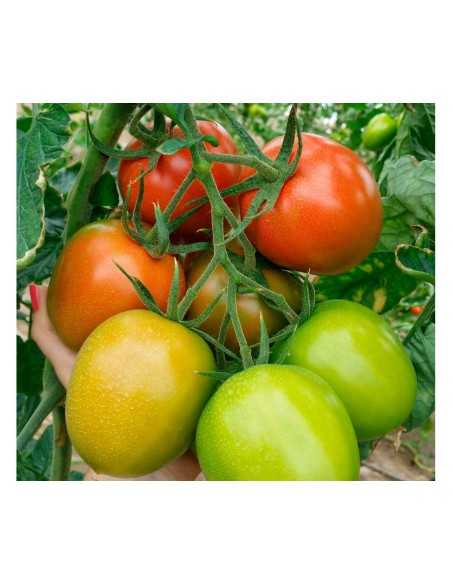 Semilla tomate Sampras F1 (híbrida) (pera grueso) (1.000 semillas)