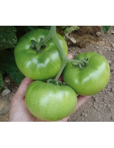 Semilla tomate Tesar F1 (híbrida) (grueso cuello verde) (1.000 semillas)