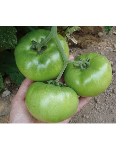 Semilla tomate Tesar F1 (híbrida) (grueso cuello verde) (1.000 semillas)