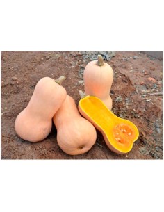 Semilla calabaza CZA-10008 F1 (híbrida) (Violina lisa) (1.000 semillas)