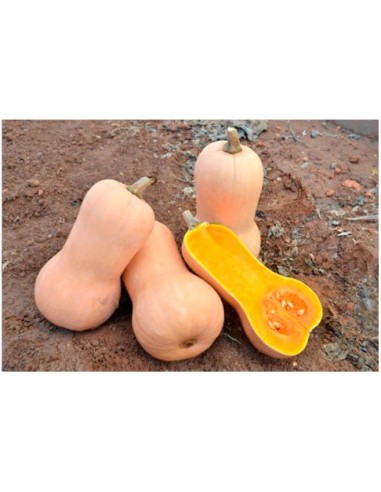 Semilla calabaza CZA-10008 F1 (híbrida) (Violina lisa) (1.000 semillas)