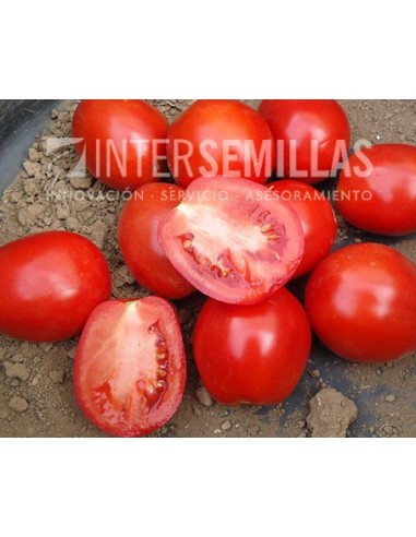 Semilla tomate TP-284 F1 (híbrida) (concentrado indústria) (1.000 semillas)
