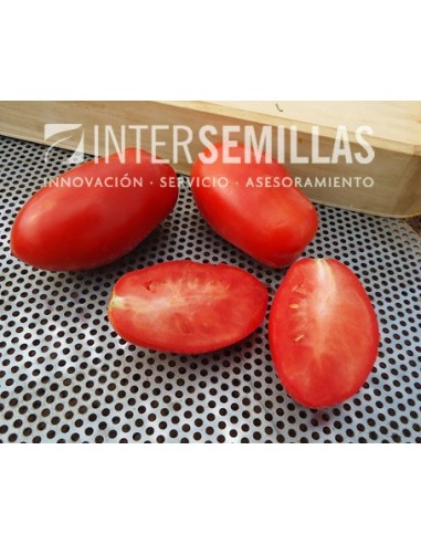 Llovor tomàquet Fastred F1 (híbrida) (tot polpa indústria) (1.000 llavors)