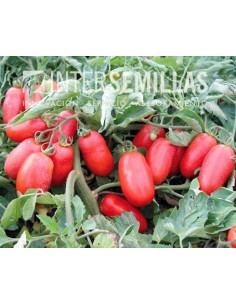 Graine de tomate Gladis F1 (hybride) (industrie concentrée pelée) (1.000 graines)