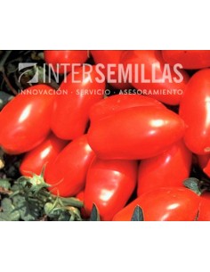 Semente de tomate Talent F1 (híbrida) (indústria concentrado pelado) (1.000 semillas)